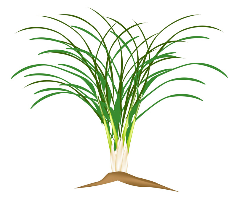 Online kaufen: Citronella