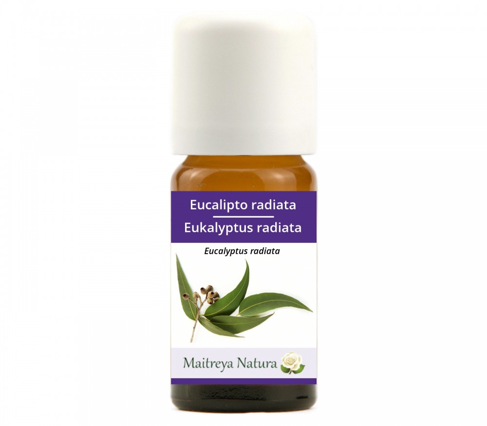 Online kaufen: Eukalyptus radiata