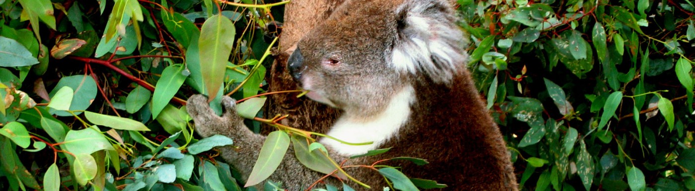 Eukalyptus Globulus
