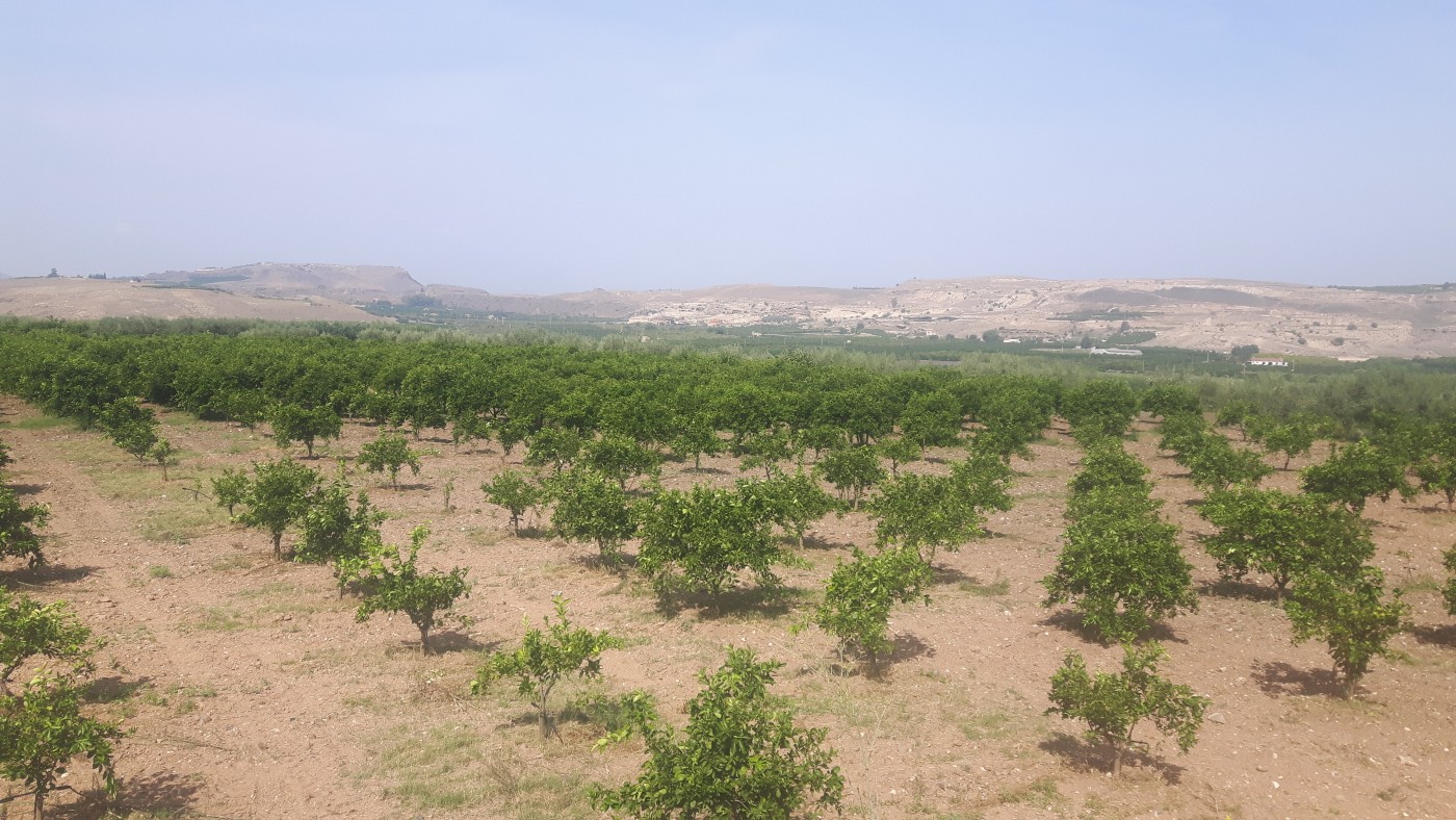 I nostri oli essenziali di agrumi coltivati in Sicilia