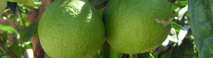Olio essenziale di Bergamotto Bergamotto