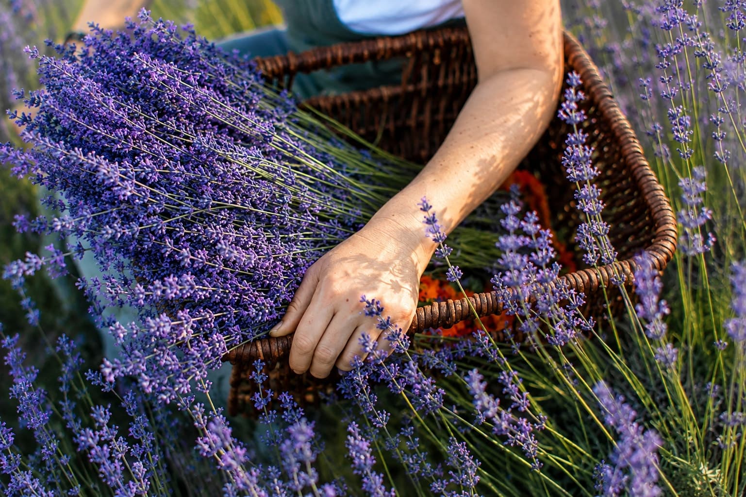 I nostri agricoltori biologici