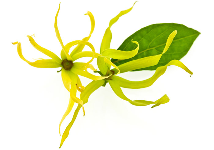 Su quanti efficacemente olio di capelli di bardana