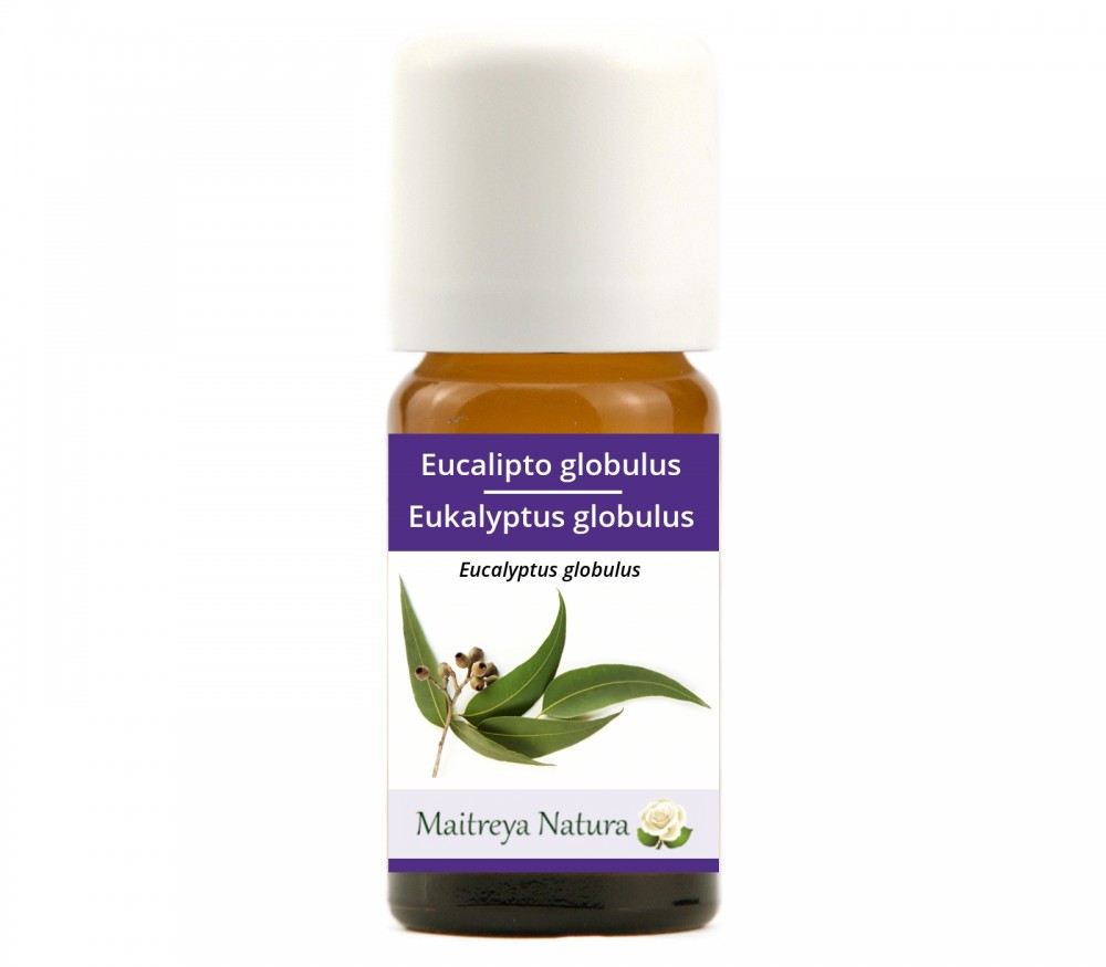 Vendita online: Eucalipto globulus