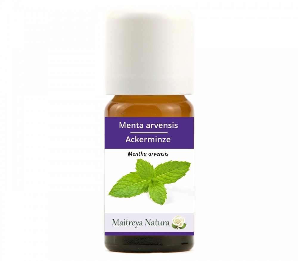 Vendita online: Menta arvensis