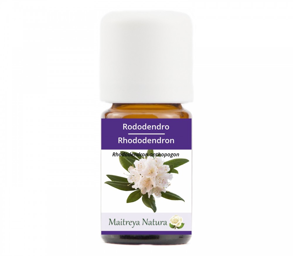 Online kaufen: Rhododendron