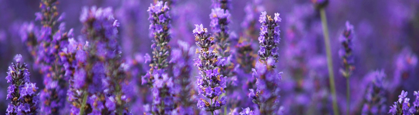 Lavendel Fein