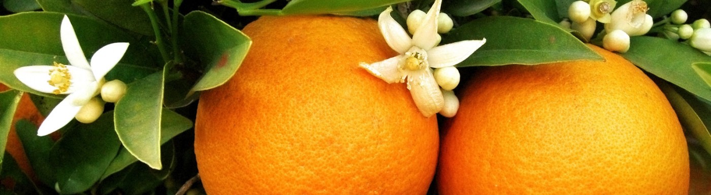 Neroli