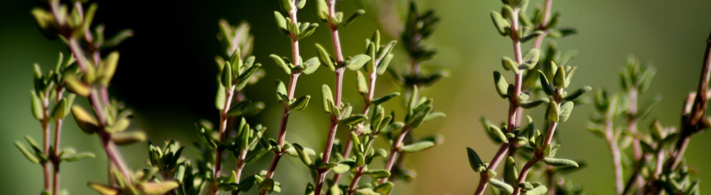 Thymian c.t. linalool