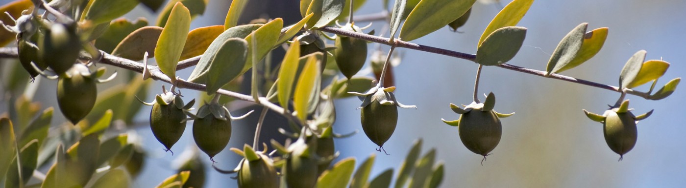 Olio di jojoba