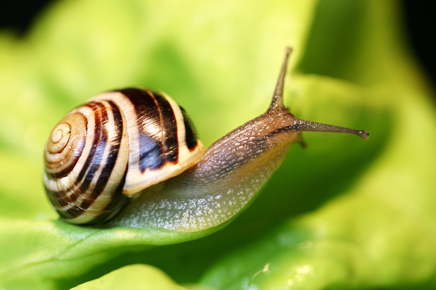 Ci asteniamo consapevolmente dalla cosmesi contenente bava di lumaca!