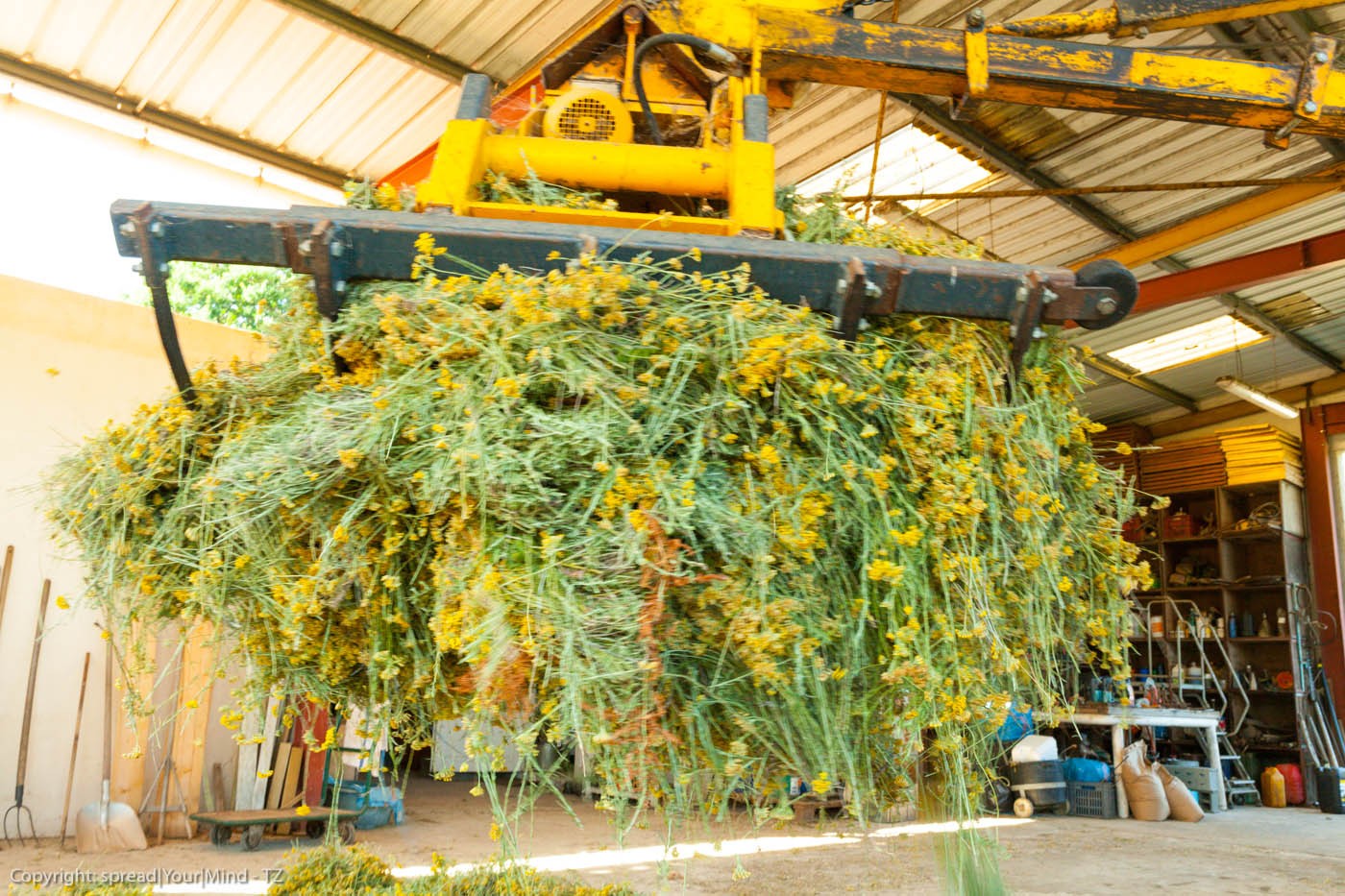 La distilleria di alta qualitá in Corsica