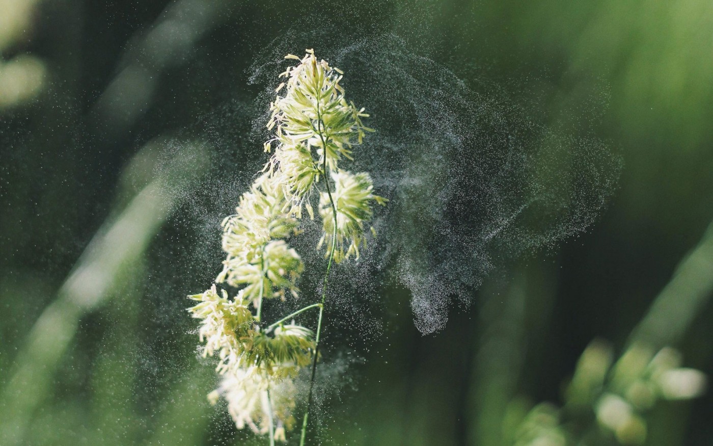 Spray per diminuire l’allergia da fieno