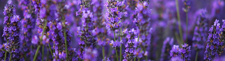 Lavendelöl – das Allheilmittel unter den ätherischen Ölen Lavendel Fein