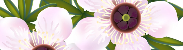 Manukaöl – das ätherische Öl zum Schutz der Haut Manuka