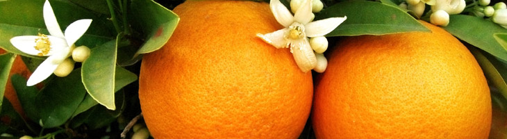 Neroli – das ätherische Antischock-Öl Neroli