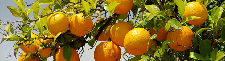 Orangenöl – das ätherische Öl für gute Stimmung Orange