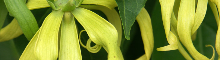 Ylang Ylang – das ätherische Öl für Sinnlichkeit Ylang Ylang