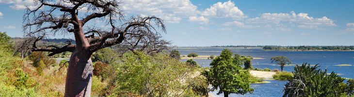 Baobab-Öl – Extrakt aus Baobab-Samen (biologisch & kaltgepresst) Baobab