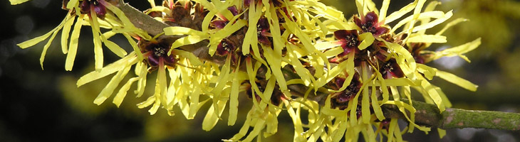 Hamameliswasser – pur und aus biologischem Anbau (demeter) Hamameliswasser