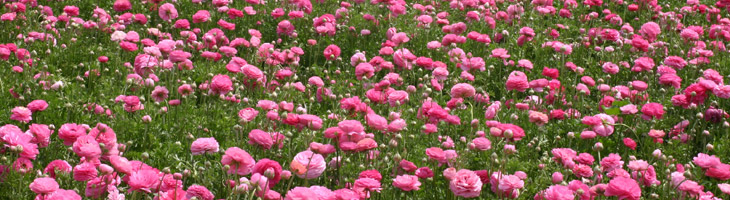 Idrolato di rosa Idrolato di rosa