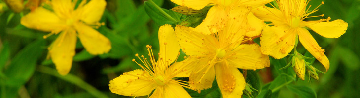 Johanniskrautmazerat – Mazerat in nativem, biologischem Olivenöl Johanniskrautmazerat