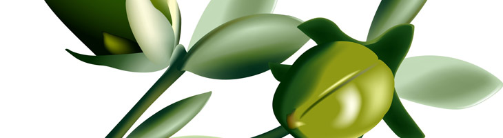 Jojobaöl – Pur und unraffiniert Jojobaöl