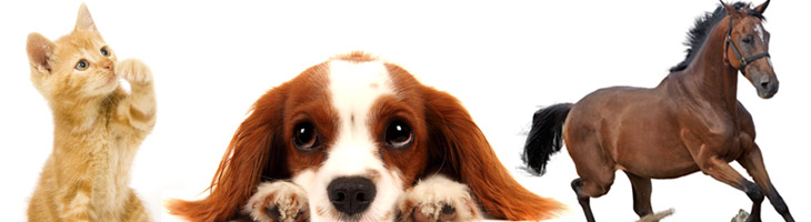 Animali e gli oli essenziali Animali e gli oli essenziali