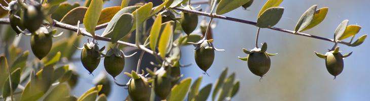 Olio di jojoba Olio di jojoba