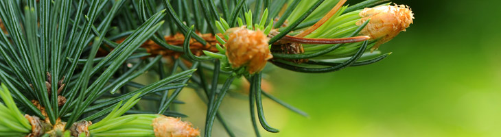 Olio essenziale di Abete rosso Abete rosso