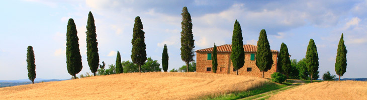 Olio essenziale di Cipresso Cipresso