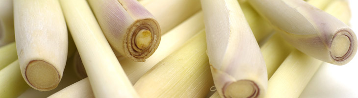 Olio essenziale di Lemongrass Lemongrass