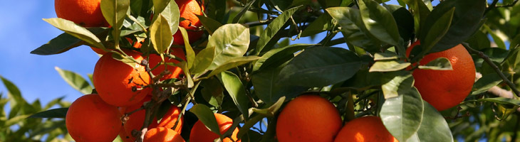 Olio essenziale di Mandarino Mandarino