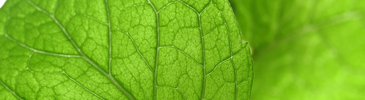 Olio essenziale di Menta (nana) Menta (nana)