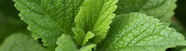 Olio essenziale di Menta piperita Menta piperita