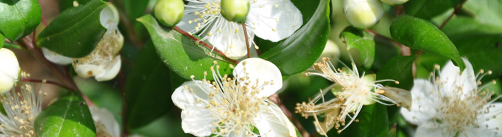 Olio essenziale di Mirto Mirto