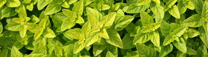 Olio essenziale di Origano Origano