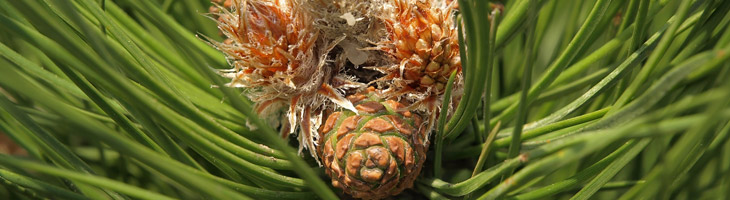 Olio essenziale di Pino Mugo Pino Mugo