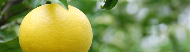 Olio essenziale di Pompelmo Pompelmo