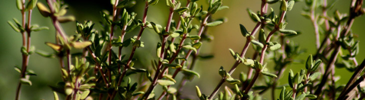 Olio essenziale di Timo c.t. linalolo Timo c.t. linalolo
