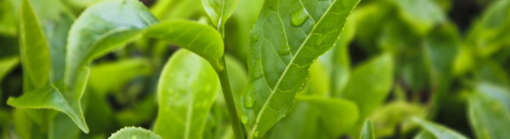 Teebaumöl (Tea Tree) – das vielseitig einsetzbare ätherische Öl Teebaum (Tea Tree)