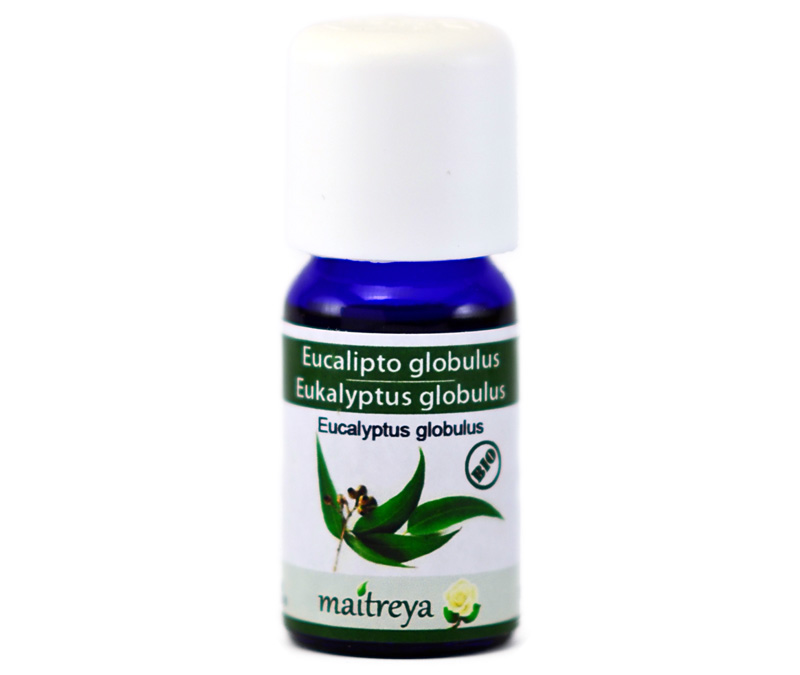 Online kaufen: Eukalyptus globulus Online kaufen: Eukalyptus globulus