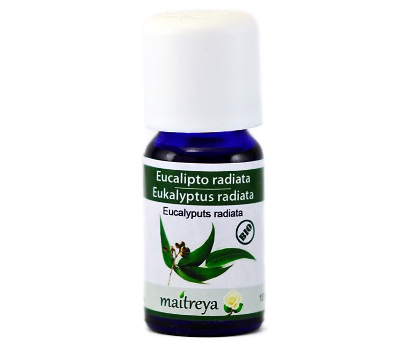 Online kaufen: Eukalyptus radiata Online kaufen: Eukalyptus radiata